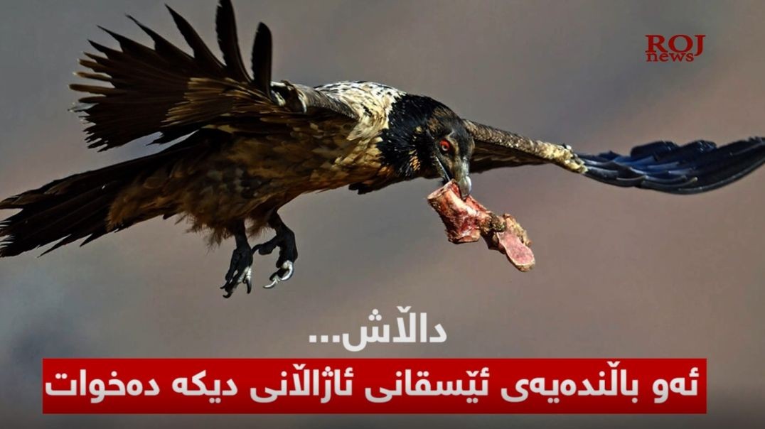 داڵاش... ئەو باڵندەیەی ئێسقانی ئاژەڵانی دیکە دەخوات