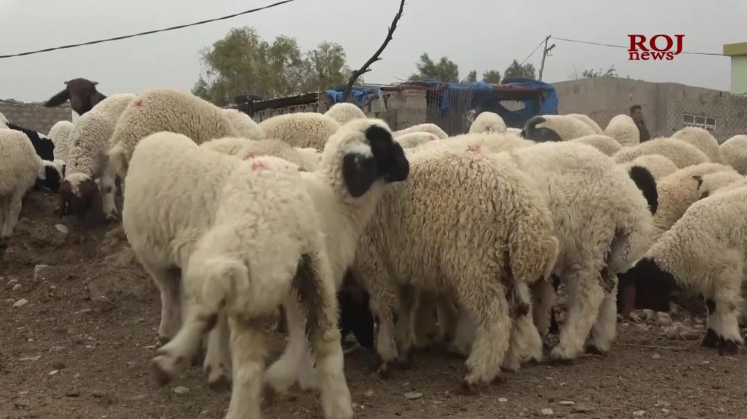 بەهار گەرمیانی بوژاندووەتە و خاوەن ئاژەڵەکان ئەمساڵ کۆچ ناکەن