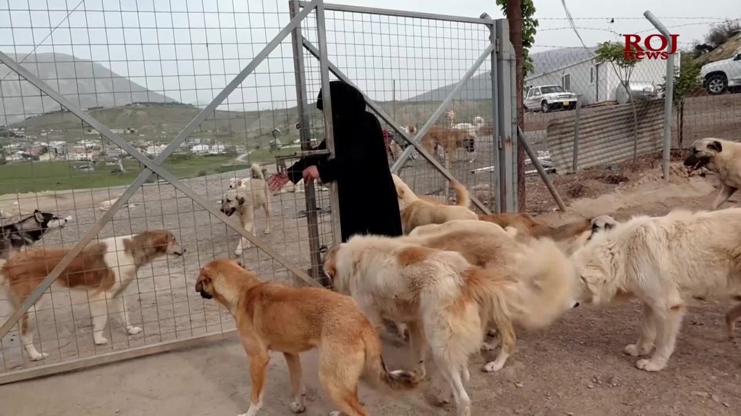 سۆران: ژنێک چاودێری ١٤٠ سەگ دەکات و ڕۆژانە نان و گۆشتیان پێ دەدات