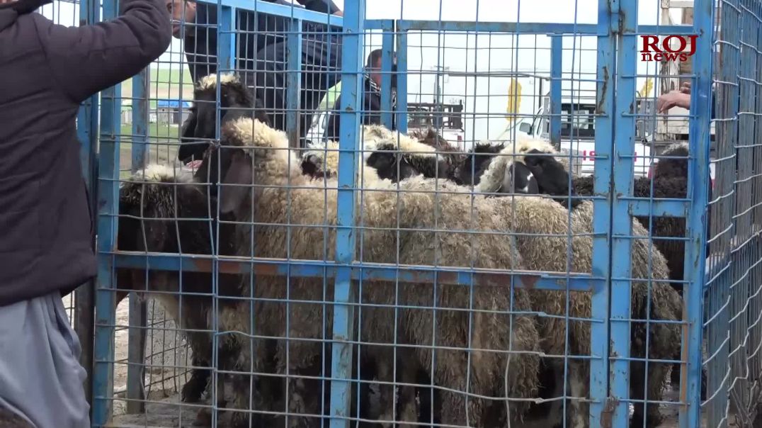 نرخی گۆشتی سور دوو هێندە بەرزبووەتەوە و لە توانای كڕینی هاوڵاتییاندا نەماوە