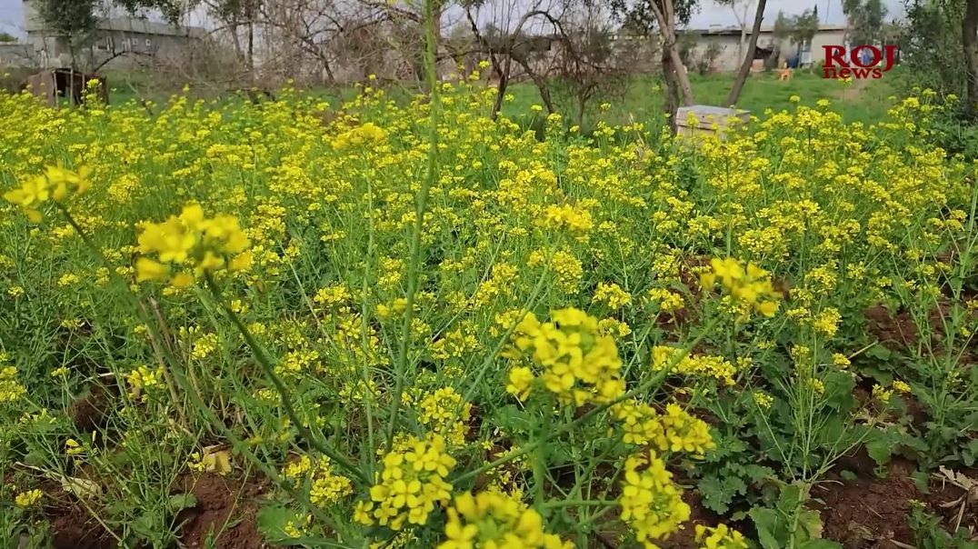 جوتیارێکى سنوورى چەمچەماڵ گوڵێکی تایبەت بە هەنگ پەرەپێدەدات