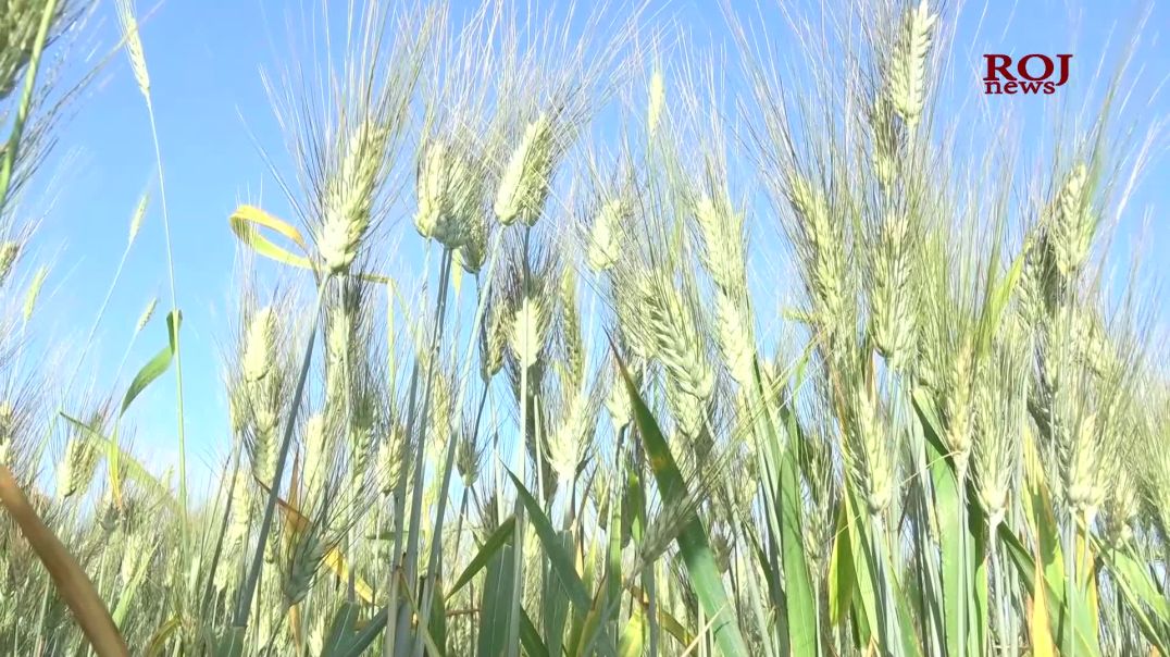 بازاڕەکانى هەرێمی کوردستان بە قەرەخەرمانى شارەزوور پڕدەکرێنەوە