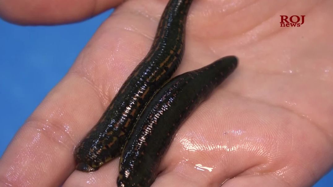  زالو ئەو زیندەوەرە بچووکەی چارەسەری نەخۆشیی گەورە دەکات