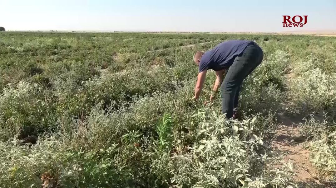 جوتیارێک بەروبوومەکەی ناباتە بازاڕ و هەر لە ناو زەوییەکەیدا ساغیان دەکاتەوە