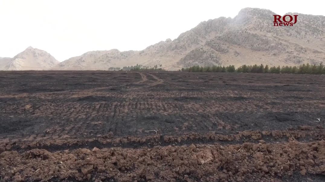 لە سەنگەسەر نزیکەی ٦٠٠ دۆنم دەغڵ و دان سوتا