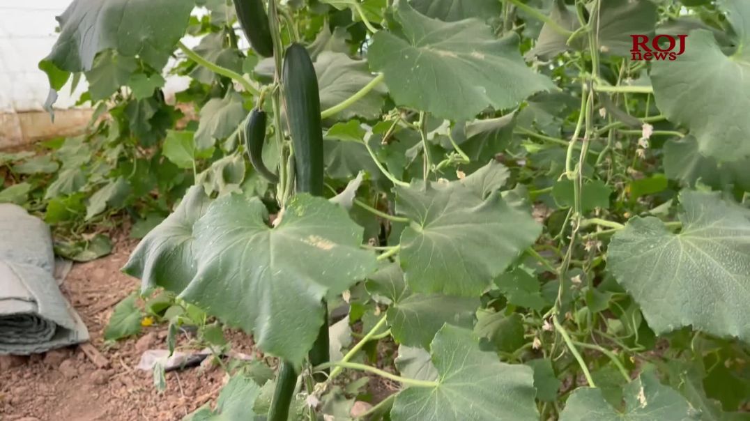 هاوردەکردنى بەرهەمی دەرەکی زیانى گەورەی لەبەرهەمی ناوخۆیی داوە