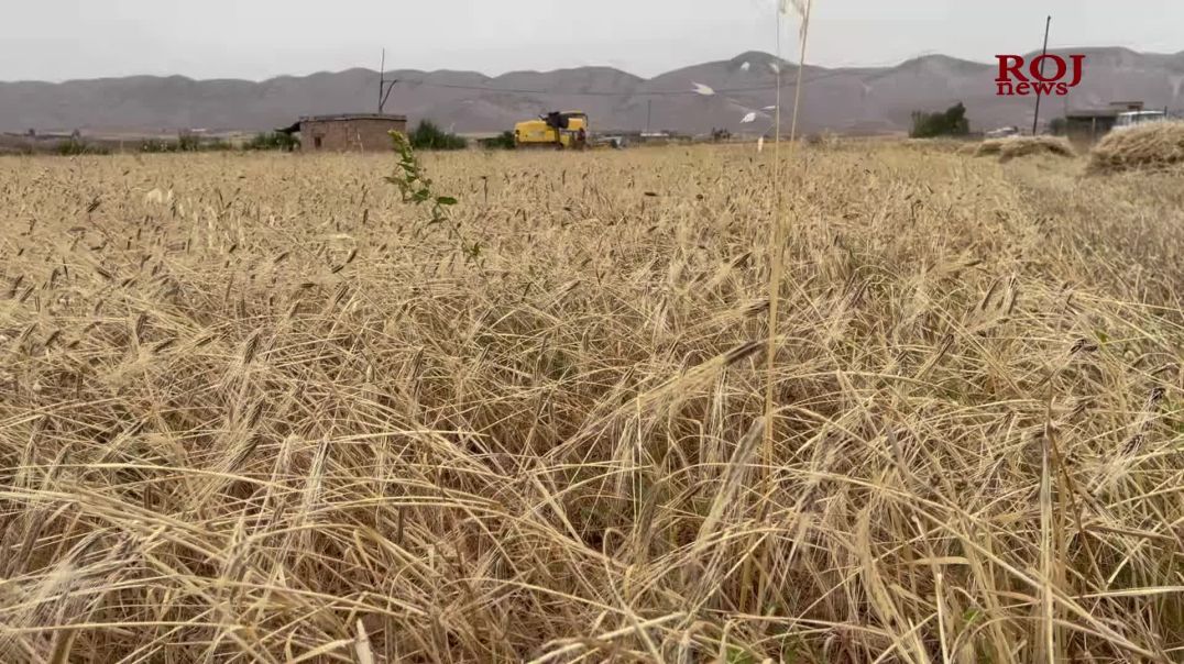 پێنج ساڵە بنکەی وەرگرتنى گەنم لە کۆیە داخراوە و حکومەت نایکاتەوە