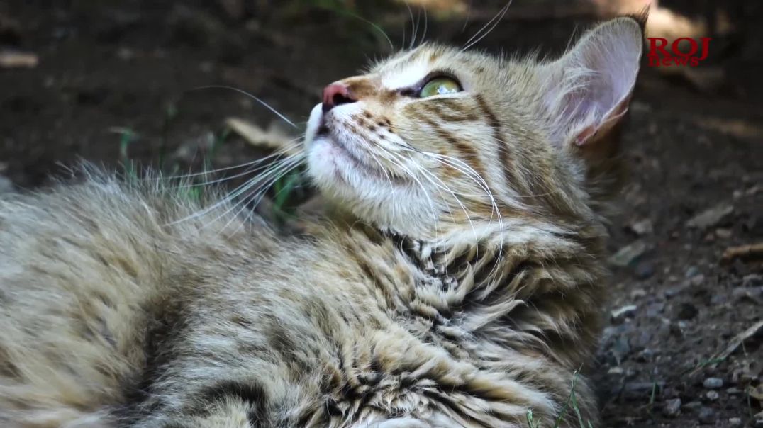 ژیانی چوار بێچووە پشیلە و دایکییان لە چەند دیمەنێکدا...