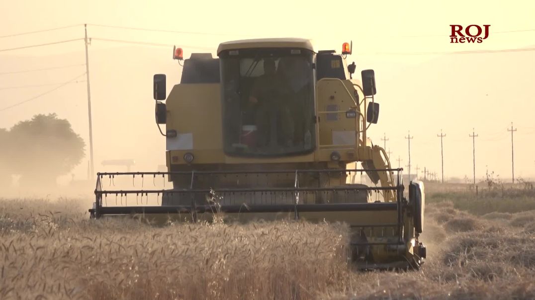 جوتیارانی شارەزوور بەهۆی وەرنەگرتنی گەنمەکانیانەوە بە نیوەی نرخ دەیفرۆشنەوە