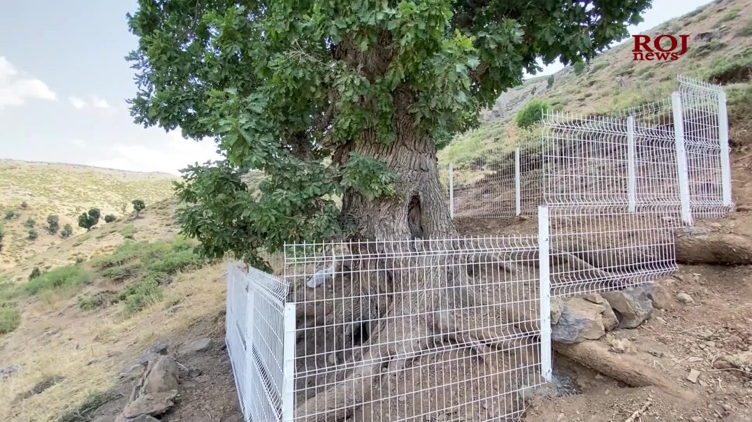 جۆرێک بەڕووی دەگمەن بەناوی قەوقاز لە چیای حەسەن بەگ دۆزرایەوە