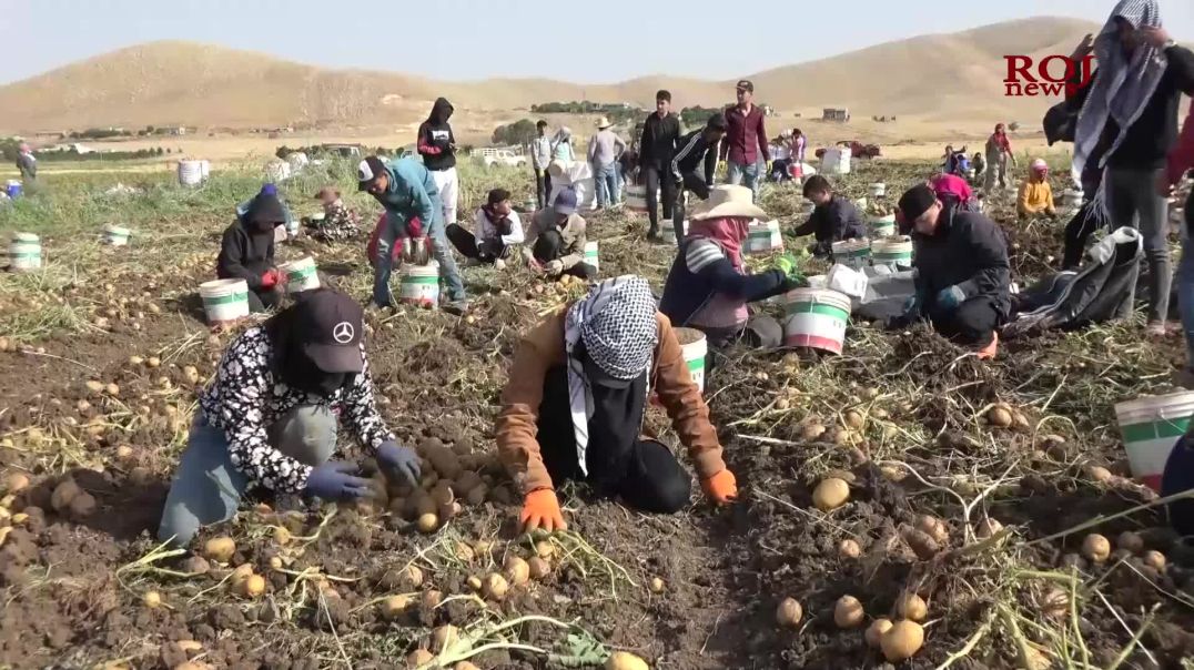 كرێكاریی پیشەی سەرەكی هاوڵاتییانی ڕۆژئاوای كوردستانە لە باشوور