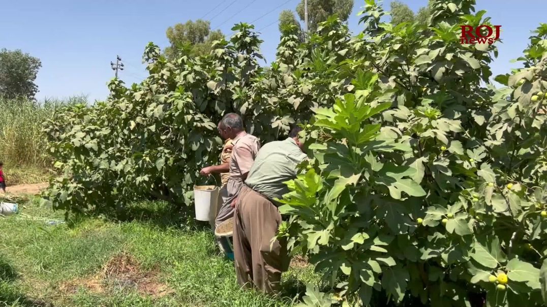 کۆیە زەوییەکی بەرهەمدار بۆ کشتوکاڵ بەڵام پشتگوێخراو لای حکومەت