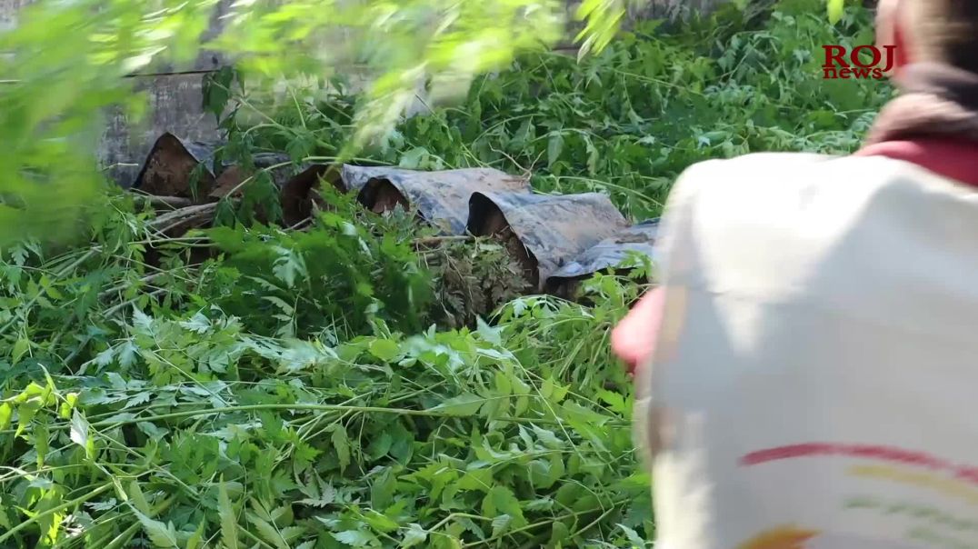 Li Komelgeha Zorava ya Şengalê bi dehan dar hatin çandin