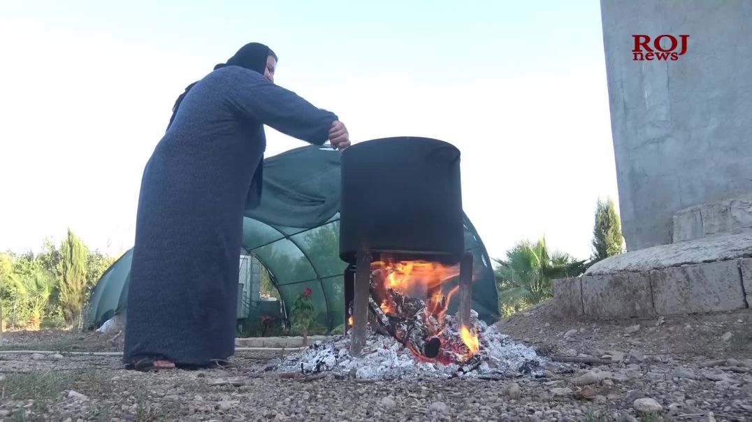 جوتیارانی شارەزوور لە ناو کێڵگەکانیاندا هێشووە ترێ دەکەن بە دۆشاو