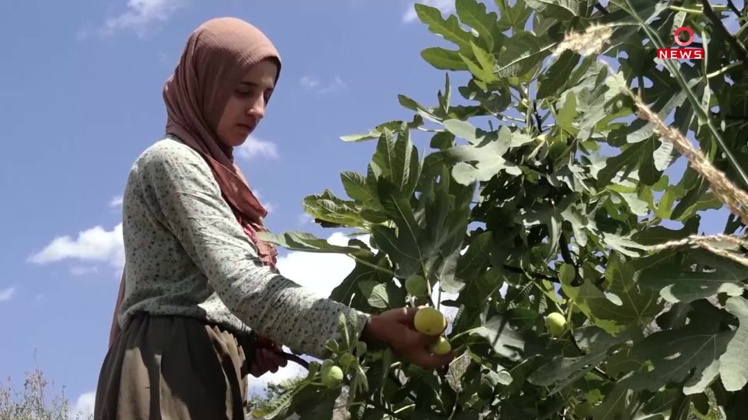 گوندنشینانی دۆڵی ئاکۆیان مرەبای هەنجیر بۆ وەرزی زستان ئامادە دەکەن