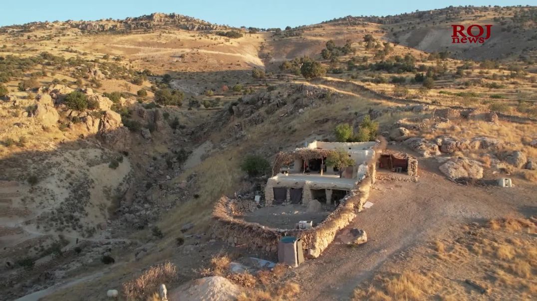 Li Şengalê dema çinîna hêjîraye