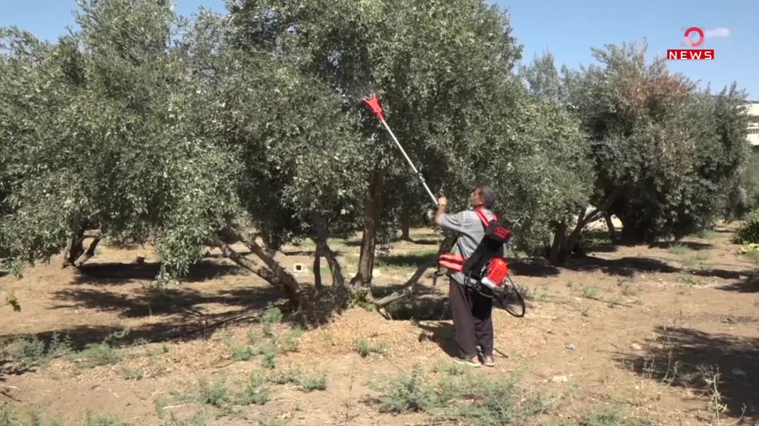 ⁣بدء موسم الزيتون في سهل نينوى... موسم وفير رغم قلة الخدمات