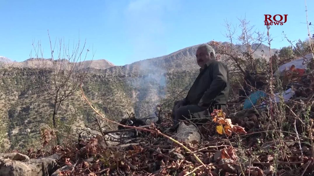 بۆچی هەندێک لە جووتیاران لە پایزدا ڕەزەکانیان دەبڕن و هەندێکیش لە بەهاردا؟