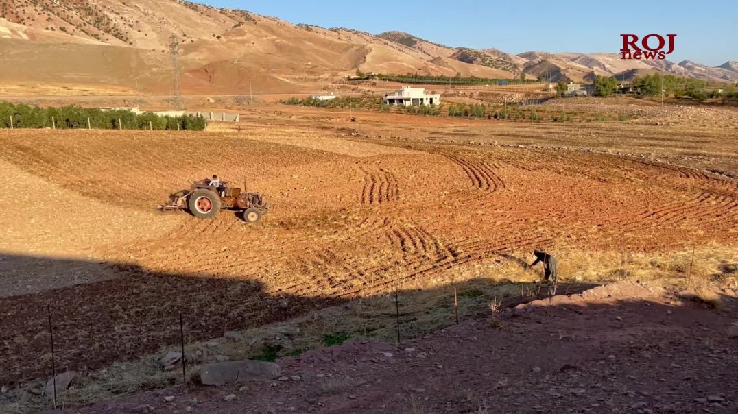 پێش هاتنی پەڵە جوتیارانی کۆیە دەستیان بە تۆو چاندن کرد
