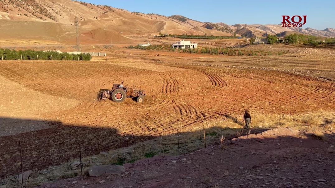 وەرزی داچاندن لە سنوری كۆیە دەستی پێ كرد