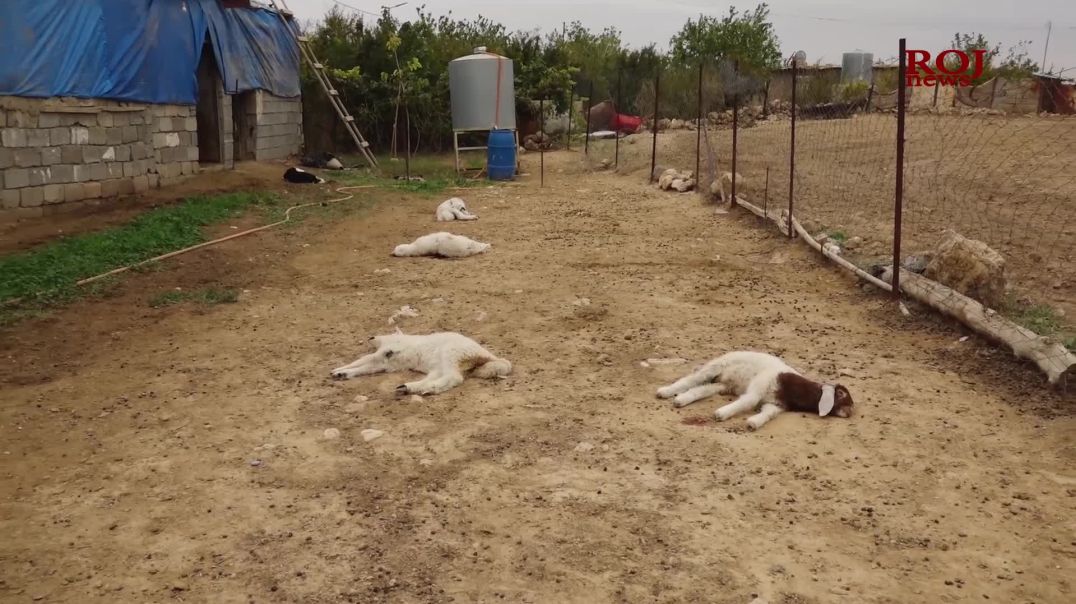 Li Mexmûrê kûçik ket nav pez û 11 berxan kuşt