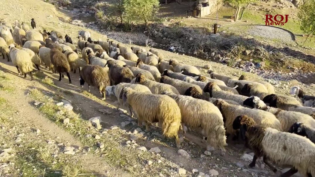 نەخۆشییەکی کوشندە لە ناو ئاژەڵاندا بڵاو بووەتەوە