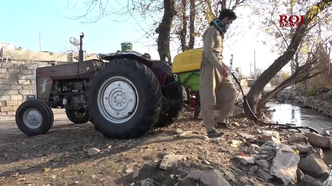 جۆرە كرمێك زیانی زۆر بە دانەوێڵەی جوتیارانی شارەزوور دەگەیەنێت