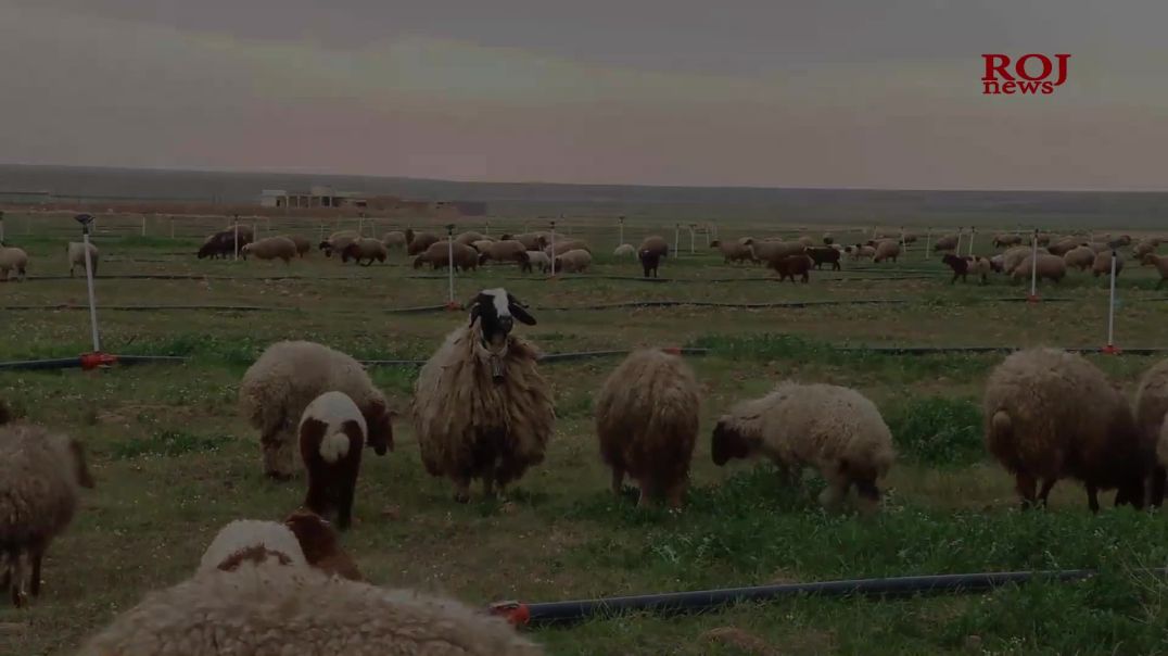 Şivanê Sikêniyê bi aramiya gund keyfxweşe, lê…