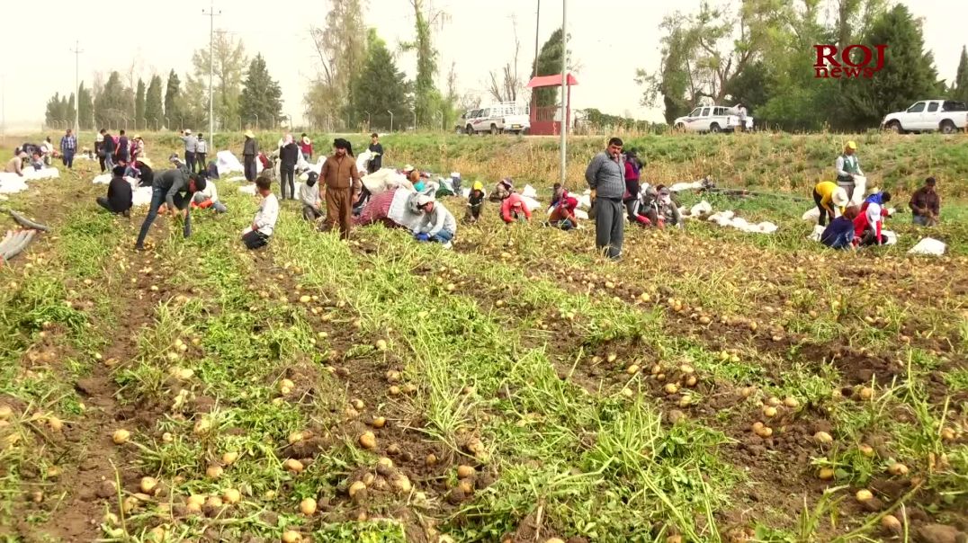 جوتیارانى شارەزوور: حکومەت ھیچ ھاوکارییەکی کەرتی کشتوکاڵ ناکات