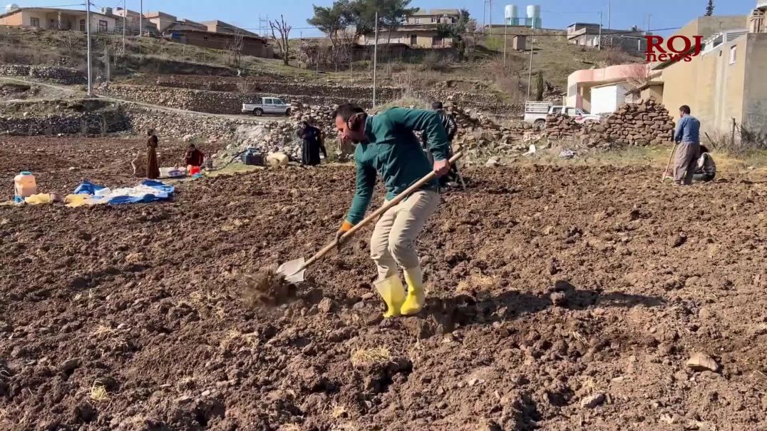 جووتیارانى باڵەکایەتى بە هەرەوەزی وەرزی چاندنی پیازیان دەست پێکرد