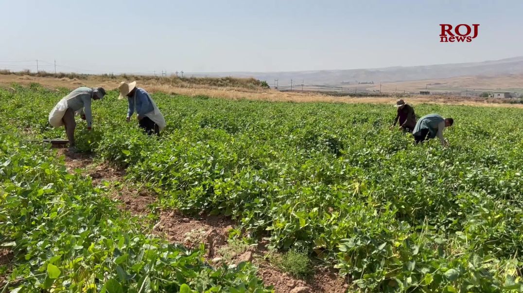 ڕۆژانە سەدان تۆن لۆبیای کۆیە دەخرێتە بازاڕەکانی هەرێمەوە