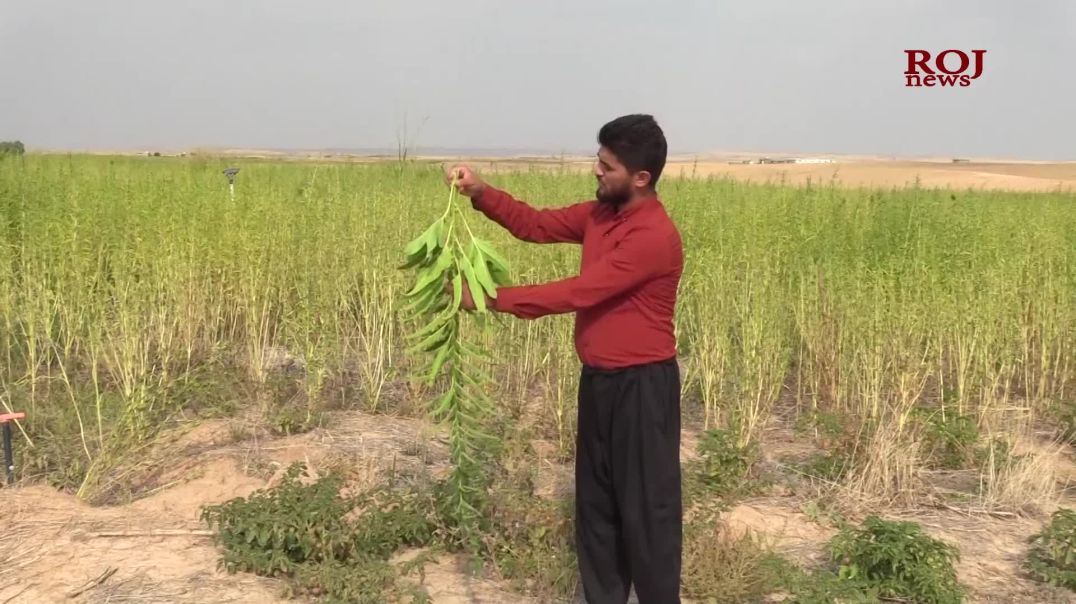 لە گوندێکی گەرمیان گەنجێک ١٥ دۆنم زەوی کردووە بە بەرهەمی کونجی