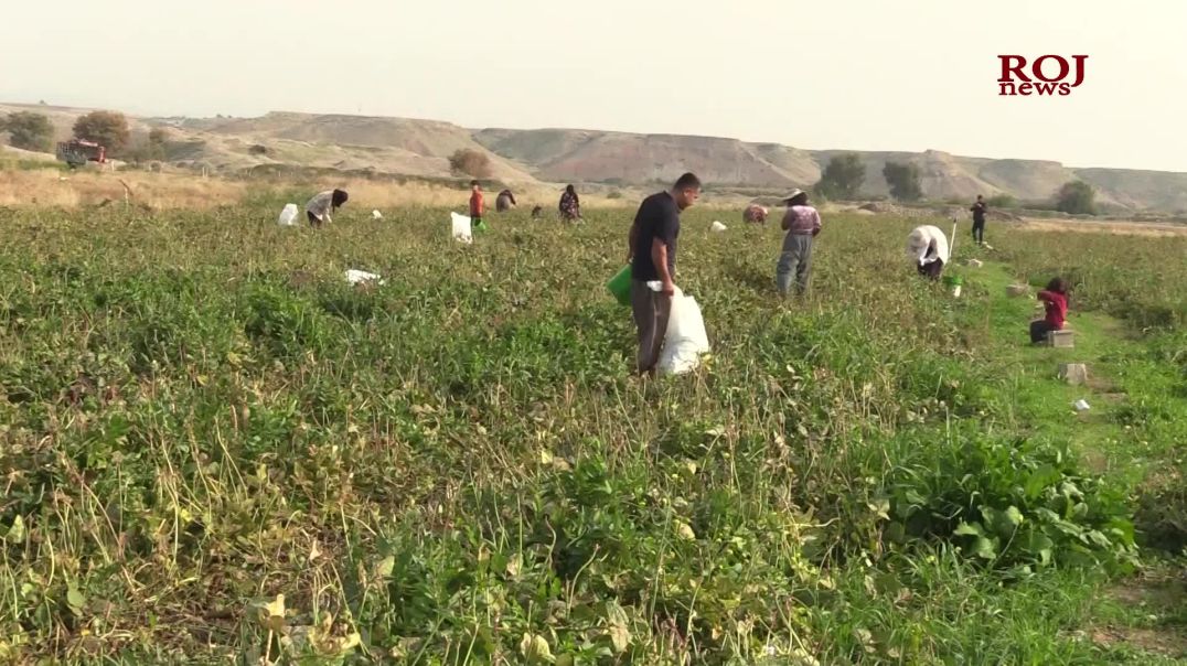 لە گوندێکی گەرمیان ساڵانە نزیکەی ١٢٠ تۆن لۆبیا بەرهەم دەهێنرێت