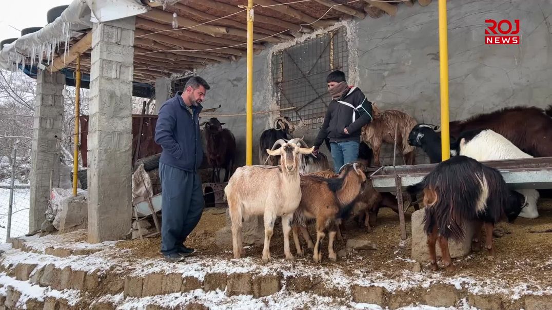 بەهۆی نەخۆشییەکی کوشندەوە لە باڵەکایەتی ژمارەیەکی زۆر ئاژەڵ و پەلەوەر لەناوچوون