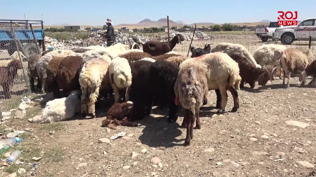 بەهۆی نەخۆشی تای خوێنبەربوونەوە نرخی ئاژەڵ لە هەڵەبجە دابەزیوە