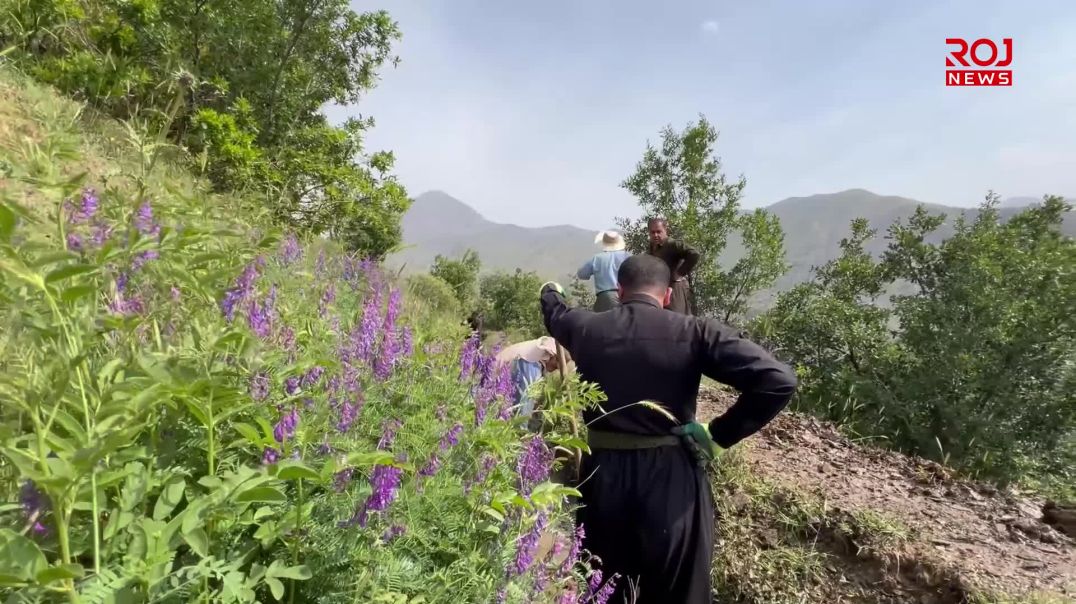 لە باڵەکایەتی دەیان ساڵە بە هەرەوەزیی جۆماڵ دەكرێت