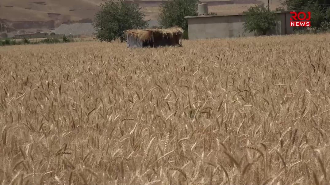 لەگەڵ دەستپێکردنی وەرزی دروێنەدا سووتانی زەوییە کشتووکاڵییەکان بەرۆکی جوتیارانی گرتووە
