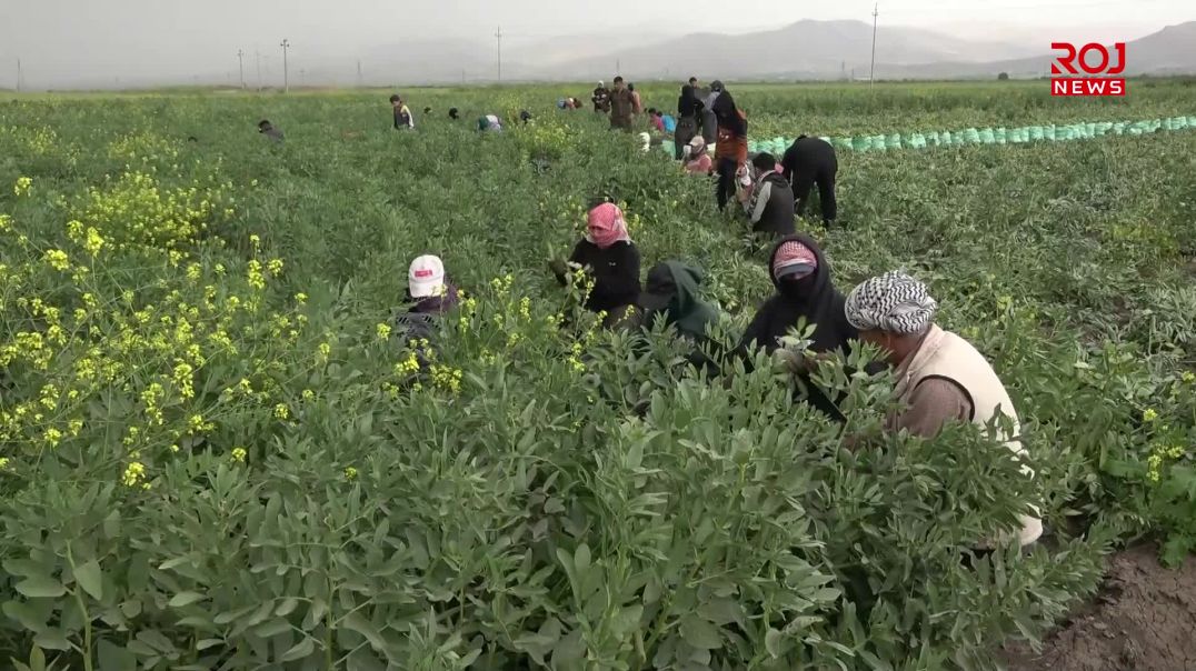 بەرهەمی پاقلەی جوتیارانی شارەزوور هەناردەی بازاڕەكانی عێراق دەكرێت