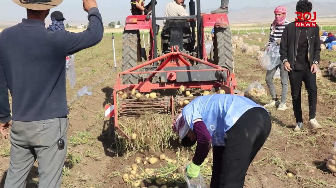 هەڵگرتنەوەی پەتاتە لە پارێزگای دهۆک دەستیپێکرد و جوتیارانیش نیگەرانن