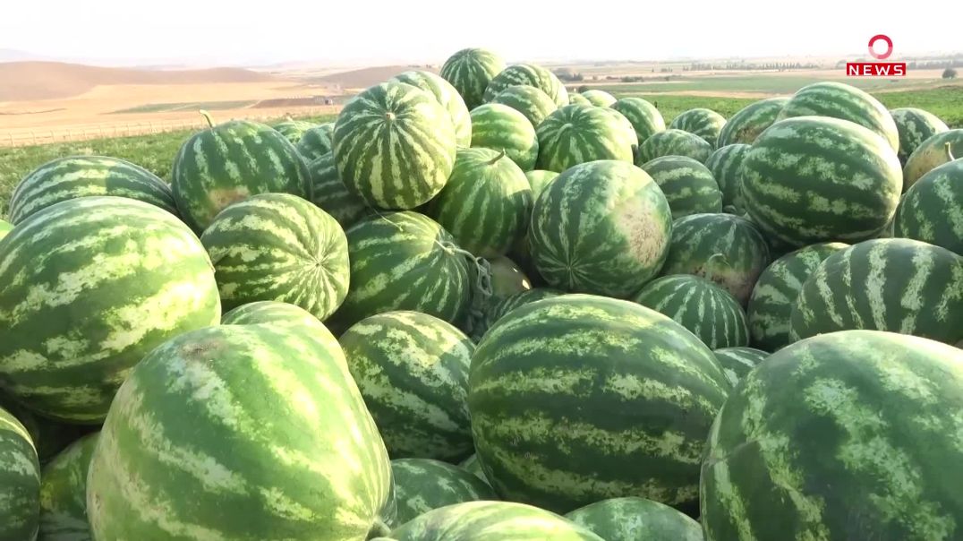 بەرهەمی شووتی لە شارەزوور پێگەشتووە؛ وەک شەکر شیرینە