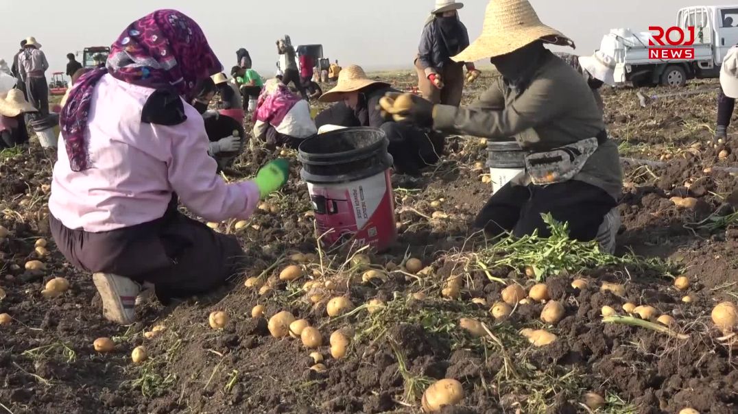 ژنانی هەڵەبجە چاوەڕوانی حکومەت ناکەن و بە کرێکاری بژێوی ژیانیان دابین دەکەن