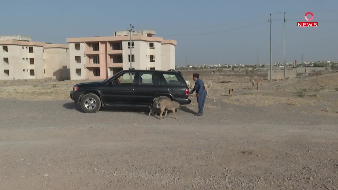 هاوڵاتییەک لە چەمچەماڵ خواردن و ئاو بۆ گیانلەبەرە بێلانەکان دابین دەکات