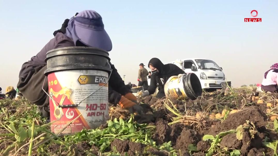 جوتیارانى شاره‌زوور به‌رهه‌مى په‌تاته‌ى ئه‌مساڵیان كۆده‌كه‌نه‌وه‌ و بۆیان نافڕۆشرێت