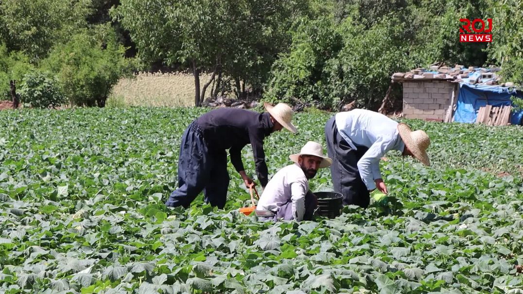 نەبوونى کارەبا و ئاو کێشەی بۆ جوتیارانى بناری قەندیل درووستکردووە