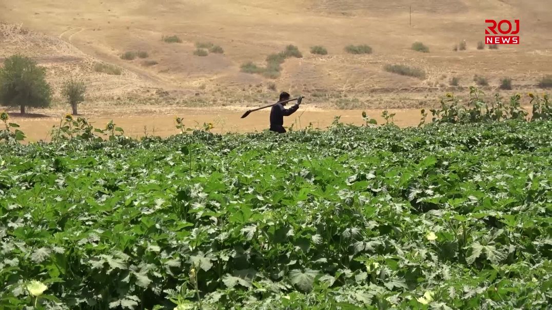 وەرزی پێگەشتنی بامێیە لە پشدەر و جوتیاران داوای هاوکاریی لە حکومەت دەکەن
