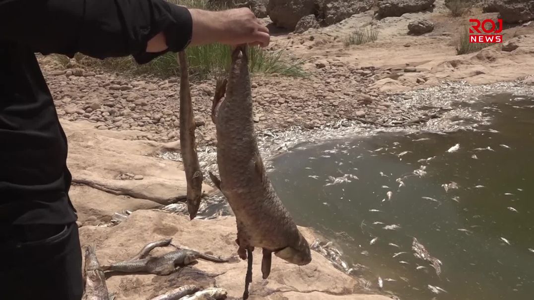 لە گوندێکی سنووری چەمچەماڵ نزیکەی پێنج هەزار ماسی لەناوچوون