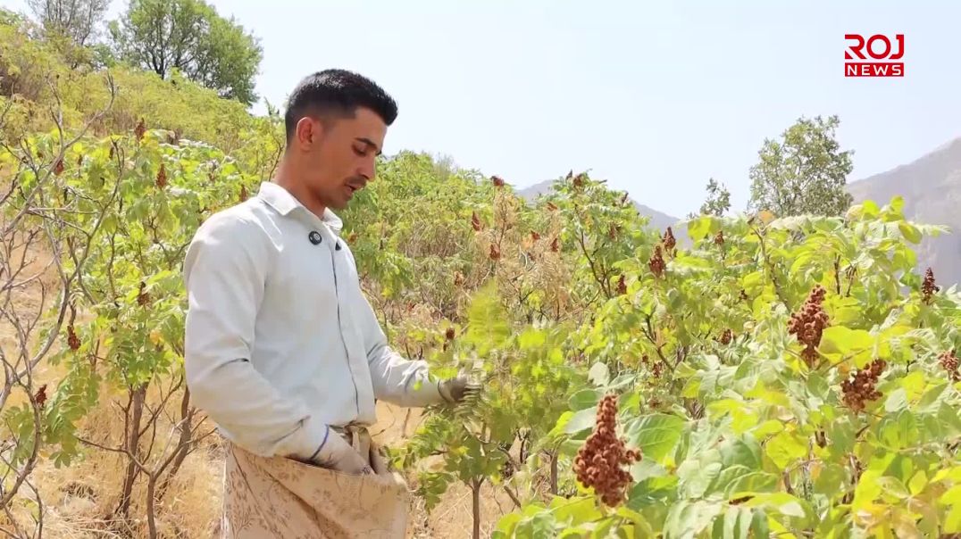 خاوەن باخەكانی بەری مەرگە بە هەرەوەزی ترشی دەڤەرەکەیان دەچننەوە