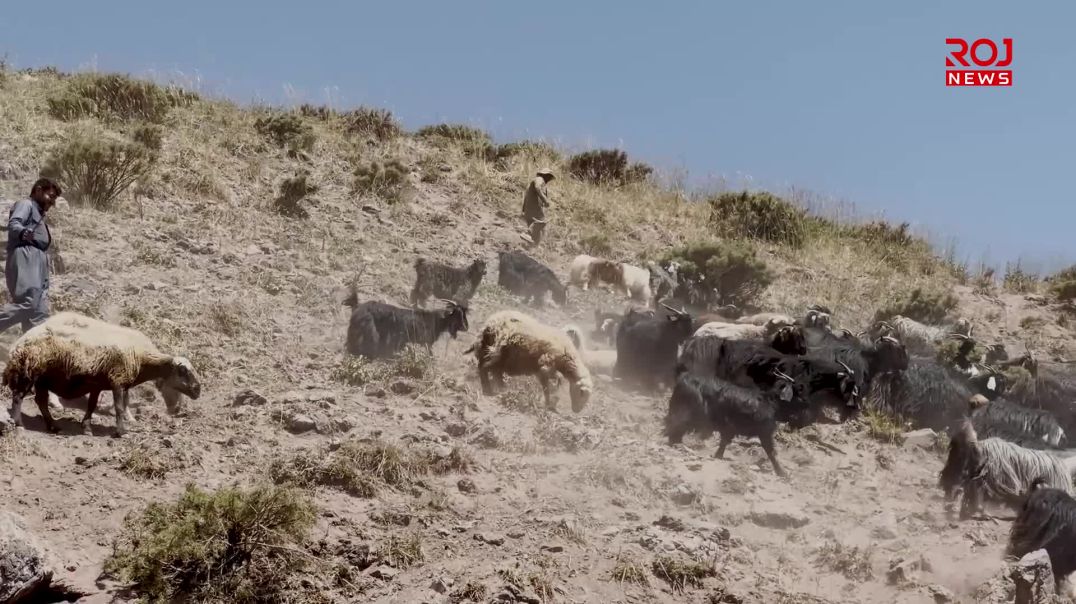 وشكەساڵی كاریگەریی خراپی لەسەر بەرهەمە شیرەمەنییەکانی باڵەکایەتی درووستكردووە