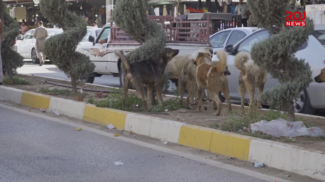 سەگی بێلانە مەترسیی بۆسەر ژیانی دانیشتووانی ڕانیە درووستکردووە و داوای چارەسەرکردنی دەکرێت