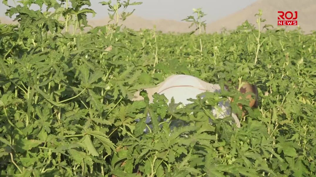 بەهۆی کەمئاوی و هاوکاری نەکردنیان بەرهەمی بامێی جوتیارانی بۆسکێن لە مەترسیدایە